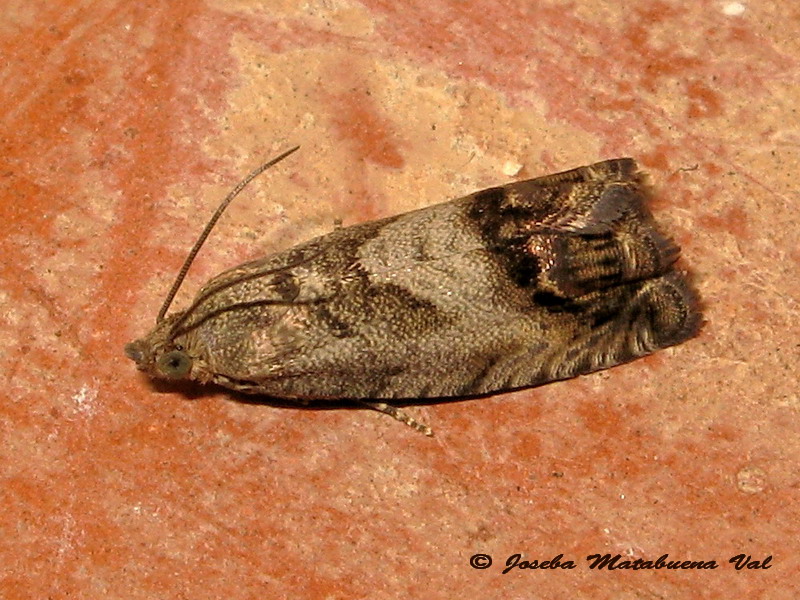 Tortricidae da ID - Cydia splendana e Cydia fagiglandana